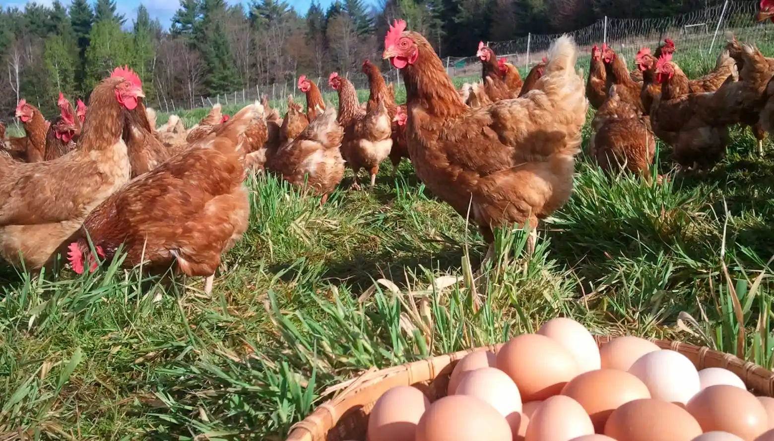 Самые яйценоские породы кур. Курица зерно яйцо. Куркуды. Какая порода кур самая яйценоская для домашнего разведение.