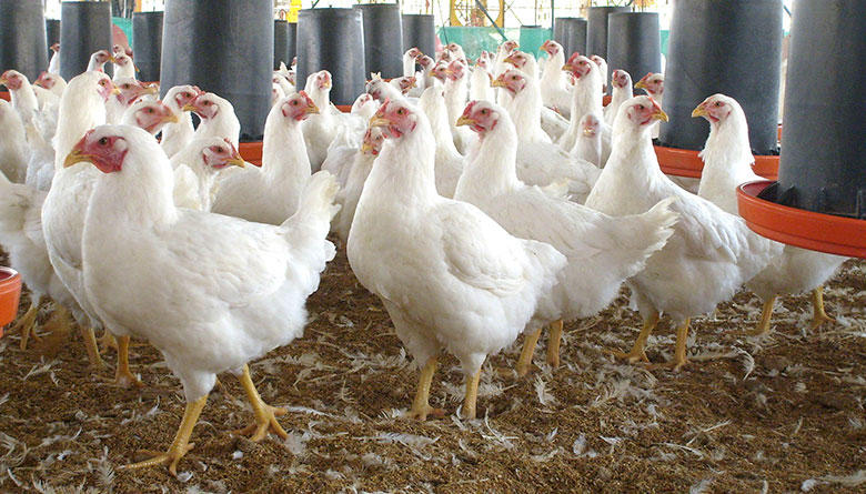 30% de los pollos en R. Dominicana se obtienen con la modalidad de ambiente  controlado